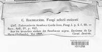 Tubercularia sambuci image